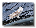 Barn Owls_ANL_4853