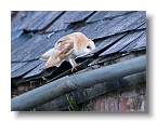 Barn Owls_ANL_4873