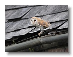Barn Owls_ANL_5189