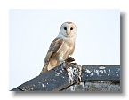 Barn Owls_ANL_6626