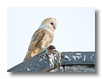 Barn Owls_ANL_6638