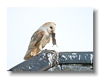 Barn Owls_ANL_6642