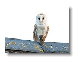 Barn Owls_ANL_6645