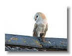 Barn Owls_ANL_6666