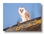 Barn Owls_ANL_6683