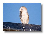 Barn Owls_ANL_6686