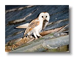 Barn Owls_ANL_6687