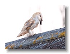 Barn Owls_ANL_6763