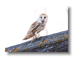 Barn Owls_ANL_6766