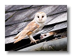 Barn Owls_ANL_6960