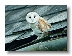 Barn Owls_ANL_6976-1