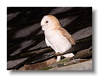 Barn Owls_ANL_7005