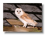 Barn Owls_ANL_7007-1
