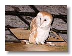 Barn Owls_ANL_7012