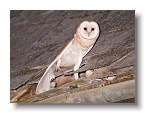 Barn Owls_ANL_7017-1