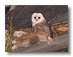 Barn Owls_ANL_7019