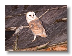 Barn Owls_ANL_7020