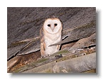 Barn Owls_ANL_7025-1