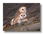 Barn Owls_ANL_7029