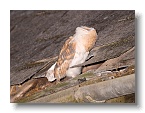 Barn Owls_ANL_7031