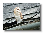 Barn Owls_ANL_7036
