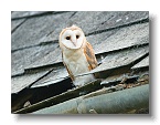 Barn Owls_ANL_7037