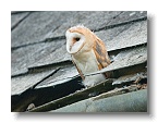Barn Owls_ANL_7039