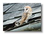 Barn Owls_ANL_7047