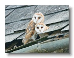 Barn Owls_ANL_7054