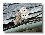 Barn Owls_ANL_7057