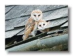 Barn Owls_ANL_7064