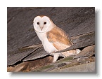 Barn Owls_ANL_7082