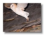 Barn Owls_ANL_7084