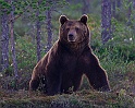 Brown Bear_ANL_6841