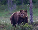 Brown bear_ANL_6849