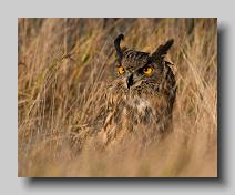 Eagle Owl_0001