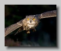 Eagle Owl_0002