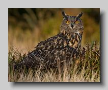 Eagle Owl_0003