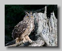 European Eagle Owl