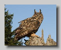 Eagle Owl_0005