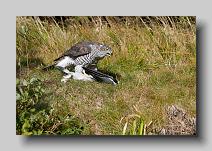 Goshawk