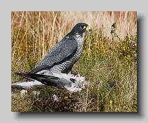 Peregrine Falcon