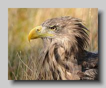 Sea Eagle_0007