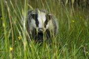 Badger cub. Wadebridge, Cornwall UK.