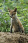 Fox cub.  Wadebridge, Cornwall UK.