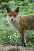 Vixen. Wadebridge, Cornwall uk.