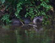 Wild Otter, River Camel, Wadebridge, Cornwall UK.