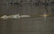 Saltwater crocodile. Costa Rica.