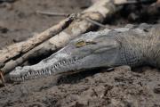 Saltwater crocodile. Costa Rica.
