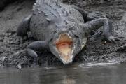 Saltwater crocodile. Costa Rica.